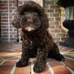 Australian Labradoodle Puppies from Berrybrook Doodles
