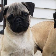 Boxers and Pugs from Willowbranch Canine Companions