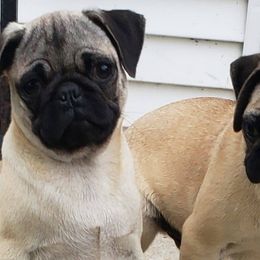 Boxers and Pugs from Willowbranch Canine Companions