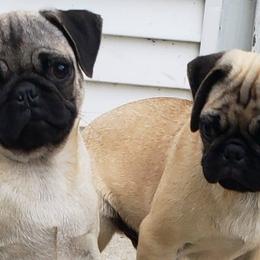 Boxers and Pugs from Willowbranch Canine Companions