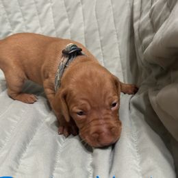 Bell - Golden rust female Vizsla puppy in Sioux County, Iowa from Pheasant Poppers Vizslas