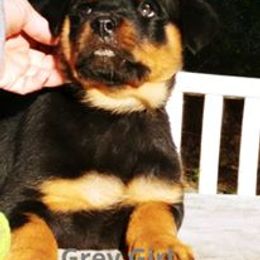Rottweiler Puppies from Darkstarr Rottweilers