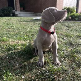 "Pepper" Weimaraner Puppies from Baird Weims - AKC registered
