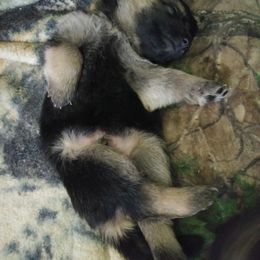 German Shepherd Puppies from Rain's Legacy German Shepherds