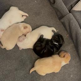 Topaz - Liver and white male Shih Tzu puppy in Boaz, Alabama from Happy Haven Farm