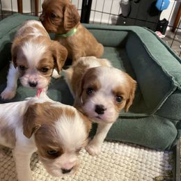 Cavalier King Charles Spaniel Puppies from Colorful Cavaliers