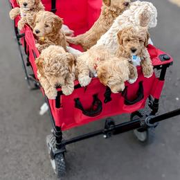 Double Doodle and Goldendoodle Puppies from Big Red Paw Doodles