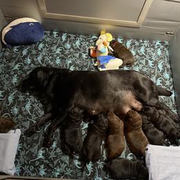 Black Boy 3 - Black male Labrador Retriever puppy in Malabar, Florida from Mythic Labradors, LLC