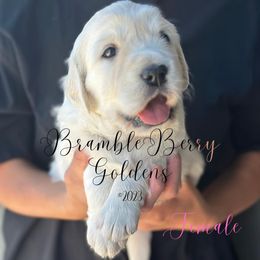 Golden Retriever Puppies from Bramble Berry Goldens