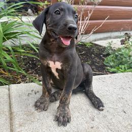 Annie - Black female Great Dane puppy in Corsica, Pennsylvania from Ferguson Family Danes LLC