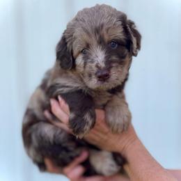 Lady Harriett - Chocolate female Assorted Doodle Crosses puppy in Kansas City, Missouri from Beary GoldenDoodles