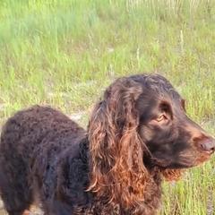 Boykin Spaniel All Grown Up from DrWatson Boykin Spaniels