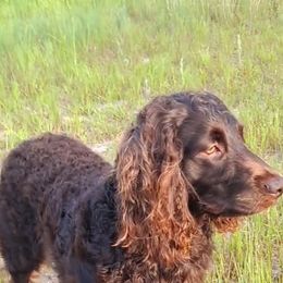Boykin Spaniel All Grown Up from DrWatson Boykin Spaniels
