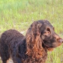 Boykin Spaniel All Grown Up from DrWatson Boykin Spaniels