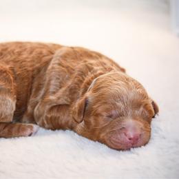 Rory - Red female Bernedoodle puppy in Longview, Texas from Furry Tail Doodles