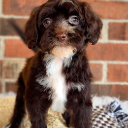Dream- Potty training started - Chocolate female Australian Labradoodle puppy in Connersville, Indiana from Dessie's Doodles
