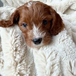 Hunter - Apricot male Cavapoo puppy in Calumet, Oklahoma from H&H Cavapoos