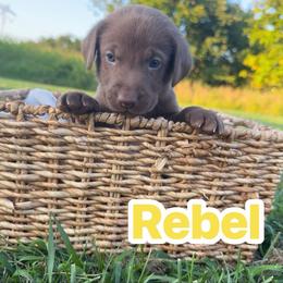 Rebel - Chocolate male Labrador Retriever puppy in Lucasville, Ohio from Backwoods Labradors