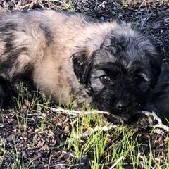 Bouvier des Flandres Puppies from Seasons of Joy Farm and Ranch