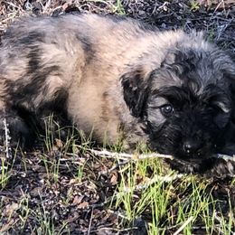 Bouvier des Flandres Puppies from Seasons of Joy Farm and Ranch