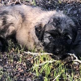 Bouvier des Flandres Puppies from Seasons of Joy Farm and Ranch