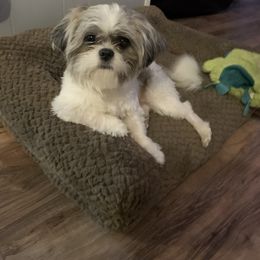 Butters - Shih Tzu