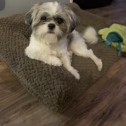 Butters - Shih Tzu