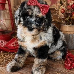 Ella Langley - Blue merle female Bernedoodle puppy in Arizona from Coats of Many Colors LLC