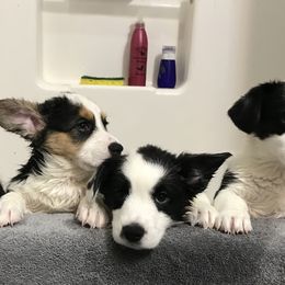Cardigan Welsh Corgi Puppies from Grandiose Cardigan Welsh Corgis