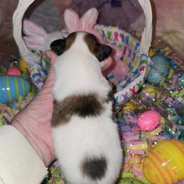 Lady Bijou - White and sable female Papillon puppy in Forest City, North Carolina from Eastern Papillions