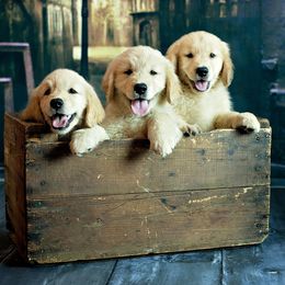 Golden Retrievers from Golden Angels kennels