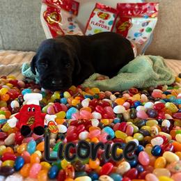 Licorice - Black male Labrador Retriever puppy in Water Valley, Mississippi from Three Lakes Labs & WHDs