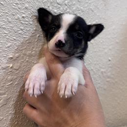 Australian Cattle Dog Puppies from Hangin R Kennels