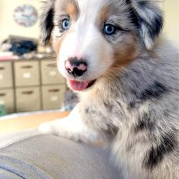 Willow's Blue Merle Boy - Blue merle male Miniature Australian Shepherd puppy in Burkesville, Kentucky from Bline’s Awesome Aussies, Aussiedoodles & Doxies at the Bline Family Farm