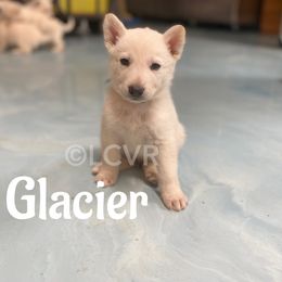 American Eskimo Dog and German Shepherd Puppies from Lone Cone Kennels