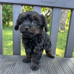 Mari - Black and gold female Yorkipoo puppy in Warren, Michigan from Annette Patterson