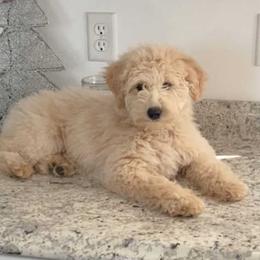 Hazel - Australian Labradoodle