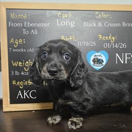 Ali - Brindle male Dachshund puppy in Hoquiam, Washington from Heyd's Mini Dachshunds