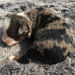 Torque - Blue merle male Miniature Australian Shepherd puppy in Paris, Texas from Blue Envy Mini Aussies