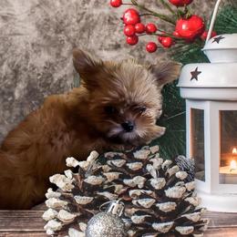 Girl 1 - Red female Mi-Ki puppy in Raintree Plantation, Missouri from Endless Treasures