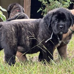 Gray Girl - Brindle female Mastiff puppy in Millport, Alabama from Beaver Creek Mastiffs