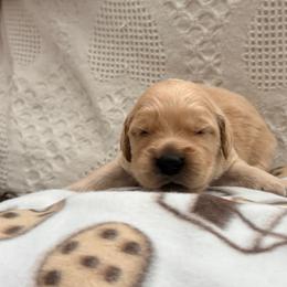Green boy - Golden male Golden Retriever puppy in Great Falls, Montana from VS Golden Fields