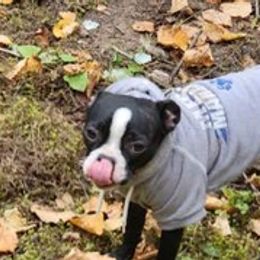 Boston Terriers from Joy B's Boston Terriers