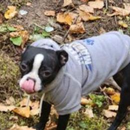 Boston Terriers from Joy B's Boston Terriers