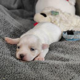 Paddington (blue collar)-OFA and CHIC parents - White male Coton de Tulear puppy in Westfield, North Carolina from Legacy Pets