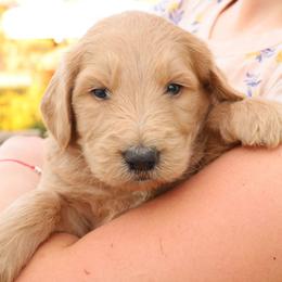 Rover - Caramel ice male Labradoodle puppy in Apache Junction, Arizona from Loving Doodle