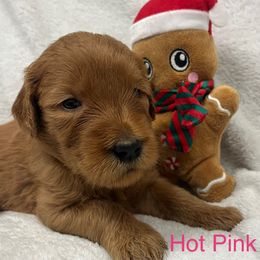 Girl 6 - Red  female Goldendoodle puppy in Etowah, North Carolina from Lance Doodle Farm
