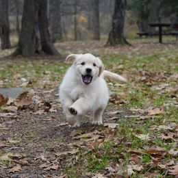 Golden Retriever Puppies from Tahnee Golden Retrievers
