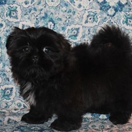 Shih Tzu Puppies from Gypsy Breeze Kennels