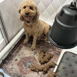 Goldendoodle Puppies from Lynn Fontaine
